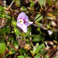 Parahebe catarractae 'Porlock'